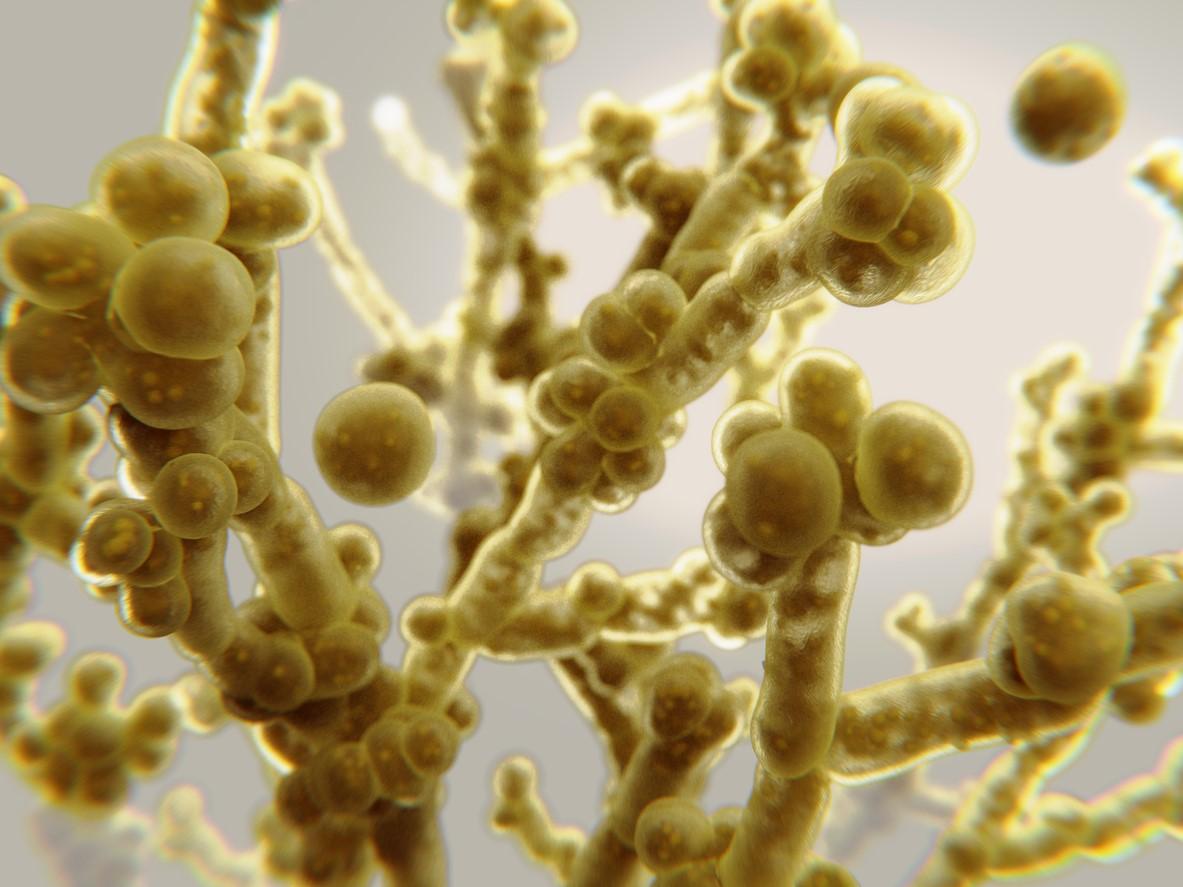 Illustration of Candida auris yeast in yellow on gray background
